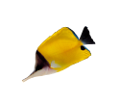 akvariumi_halak_722