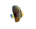 akvariumi_halak_724