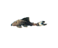 akvariumi_halak_726