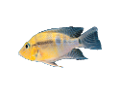akvariumi_halak_730