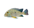 akvariumi_halak_732
