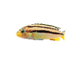 akvariumi_halak_734