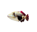 akvariumi_halak_738