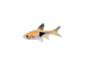 akvariumi_halak_743