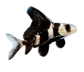akvariumi_halak_745
