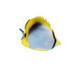 akvariumi_halak_755