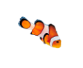 akvariumi_halak_764