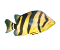akvariumi_halak_765