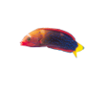 akvariumi_halak_767