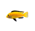 akvariumi_halak_773