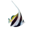 akvariumi_halak_783