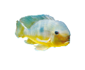 akvariumi_halak_785