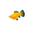 akvariumi_halak_786