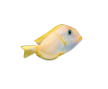 akvariumi_halak_788