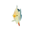 akvariumi_halak_791