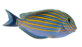 akvariumi_halak_794