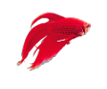 akvariumi_halak_8