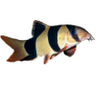 akvariumi_halak_834
