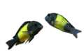 akvariumi_halak_845