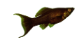 akvariumi_halak_855