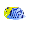 akvariumi_halak_864