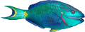 akvariumi_halak_880
