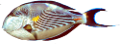 akvariumi_halak_886