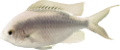 akvariumi_halak_907