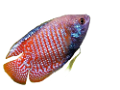 akvariumi_halak_91