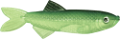 akvariumi_halak_925