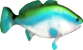 akvariumi_halak_926