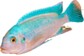akvariumi_halak_934