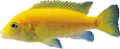 akvariumi_halak_936