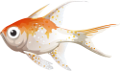 akvariumi_halak_963