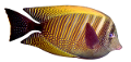 akvariumi_halak_99