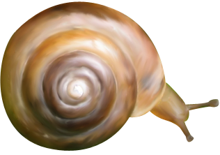 csiga_151.png