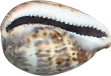 csiga_176.png