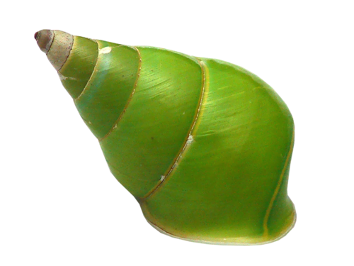 csiga_197.png