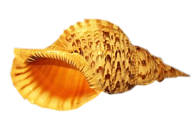 csiga_240.png