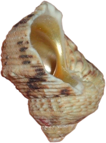 csiga_252.png