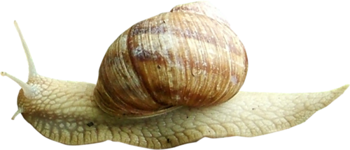 csiga_287.png