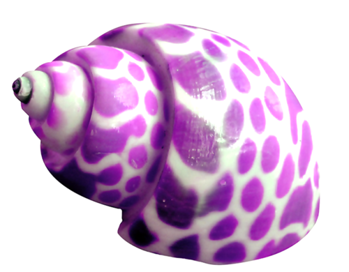 csiga_300.png