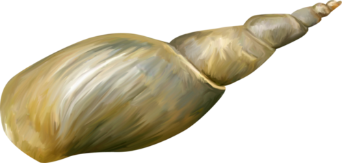 csiga_87.png