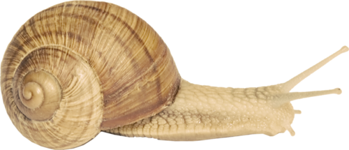 csiga_90.png