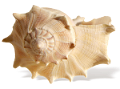 csiga_10
