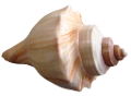 csiga_11