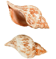 csiga_12