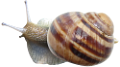 csiga_127