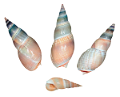 csiga_13