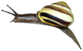 csiga_132